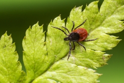 Scientists have discovered another cause of Lyme disease. A new bacterial species—also transmitted by a tick bite—has been identified.